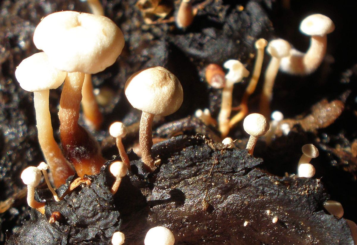 Скромное обаяние коллибии. самый безотказный гриб! | это грибы! | дзен