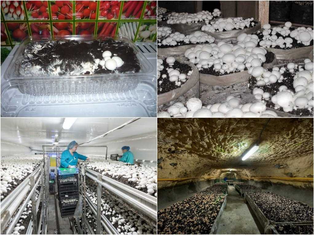 Выращивание грибов в гараже — особенности и правила ухода
