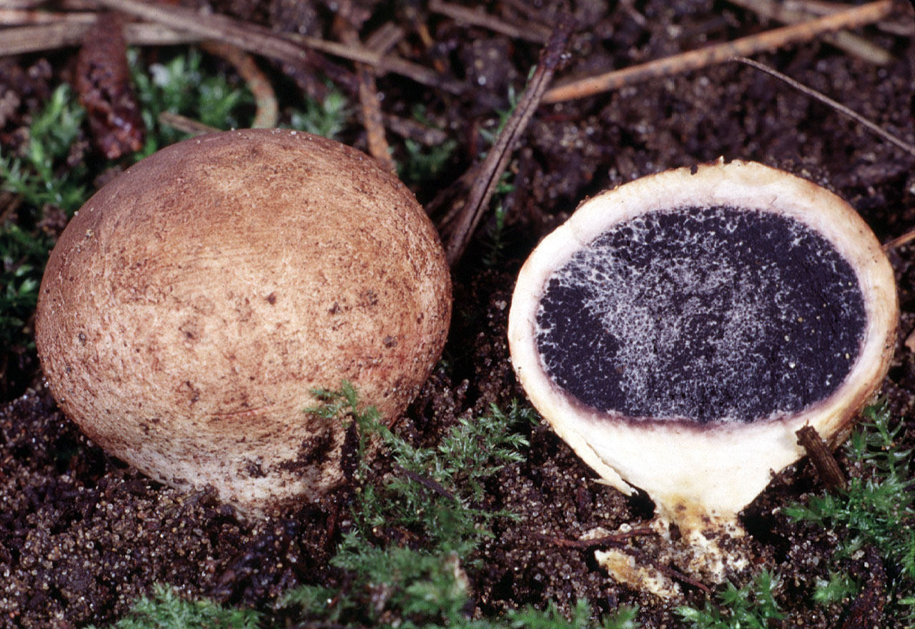 Лечебные свойства и противопоказания к употреблению грибов дождевиков