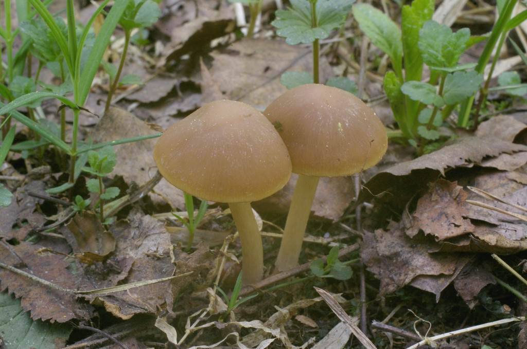 Съедобные грибы млечники: фото, видео и описание млечника серого, серо-розового и других видов