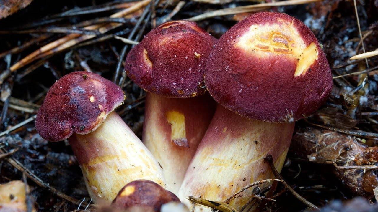 Рядовка жёлто-красная (опёнок сосновый): древесный гриб