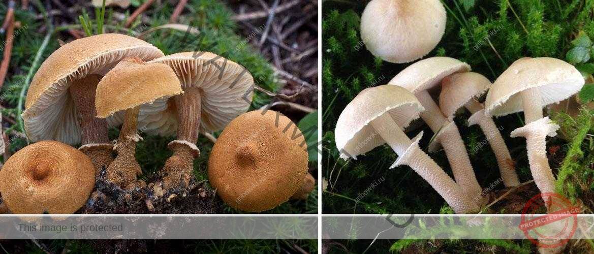 Чешуйница древесинная (лейкофолиота древесинная, leucopholiotalignicola): как выглядят грибы, где и как растут, съедобны или нет