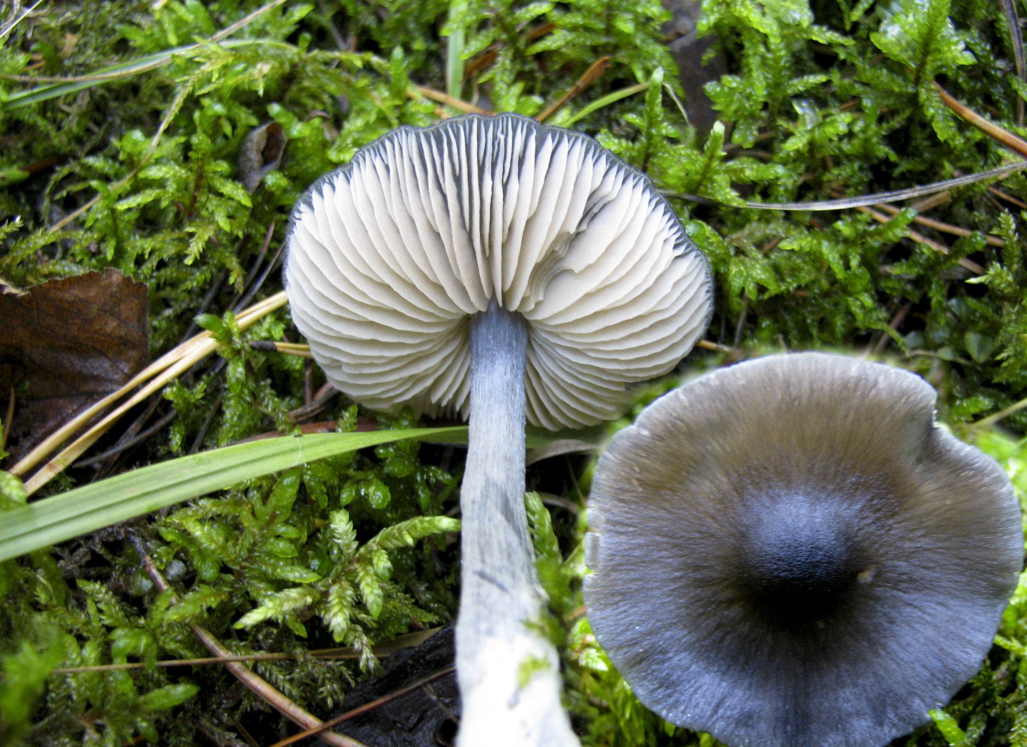 Строфария сине-зеленая:  описание, фото, съедобность гриба