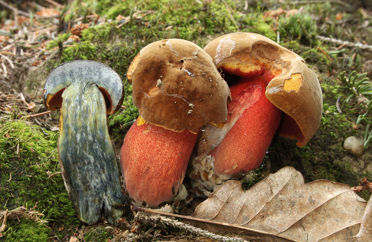 Дубовик крапчатый: описание, съедобность, отличия от других грибов с фото