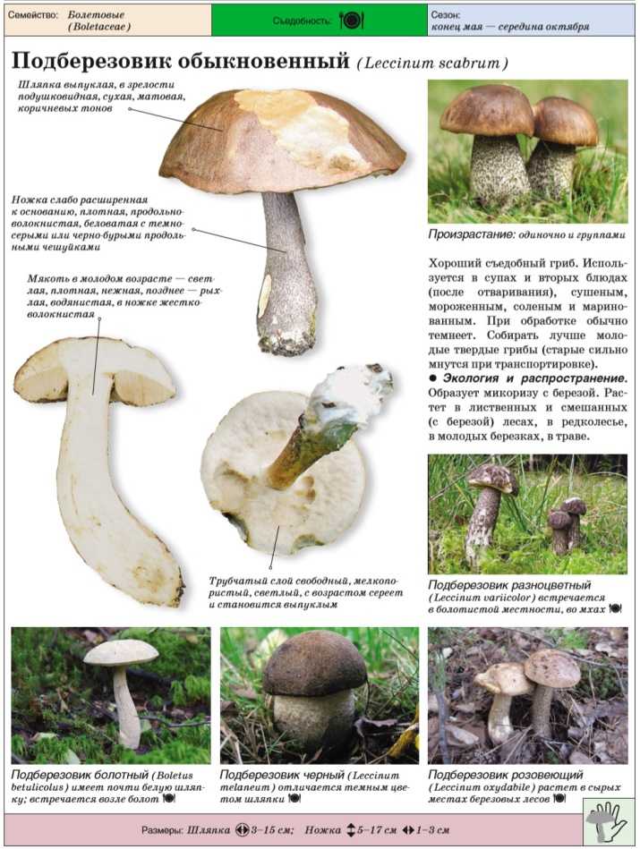 Подберёзовики, или обабки — какие бывают и с чем не спутать? описание, виды, похожие грибы. фото — ботаничка