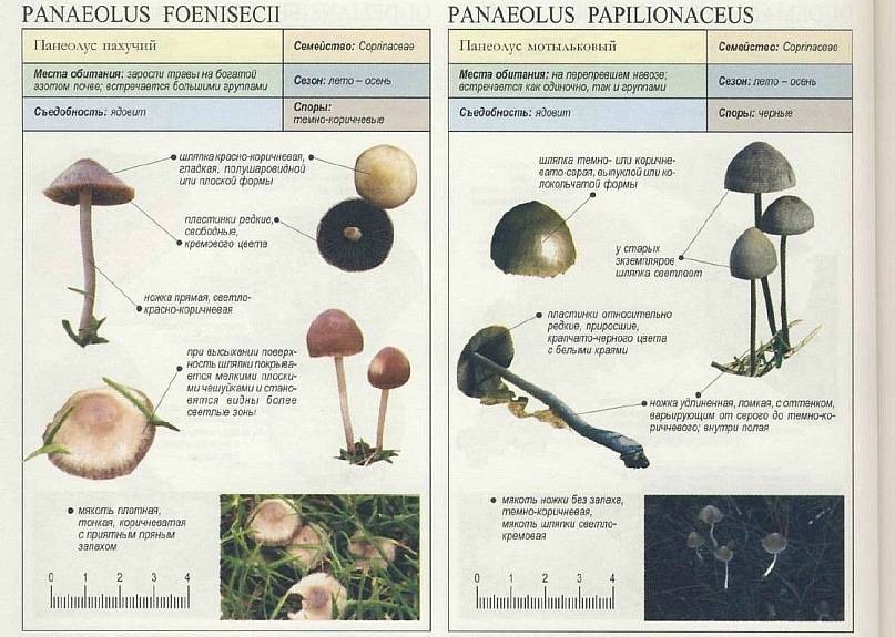 Панеолус мотыльковый: описание и места распространения, фото