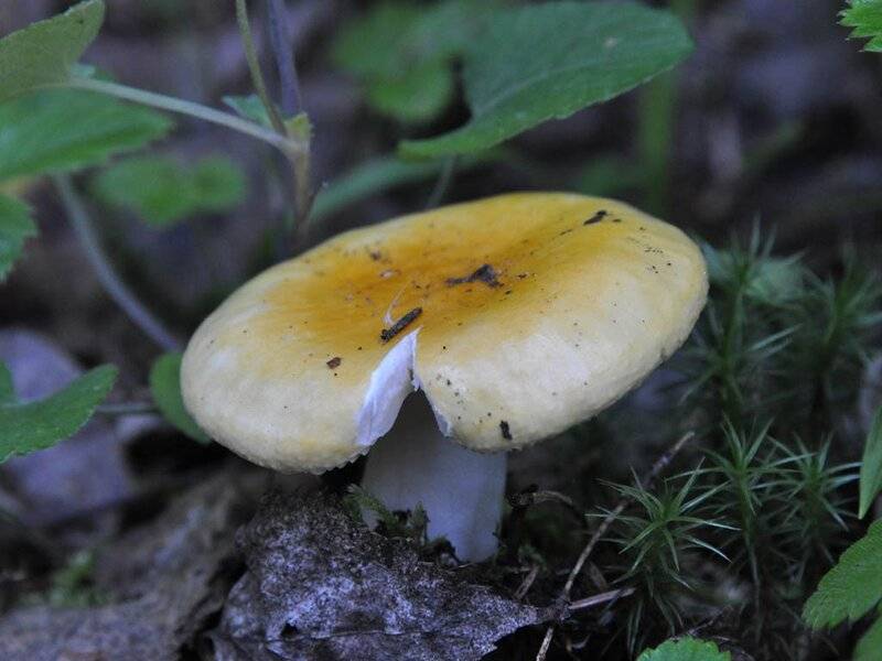 Сыроежка желтая (russula claroflava) - съедобная или ядовитая? фото, описание и как готовить гриб