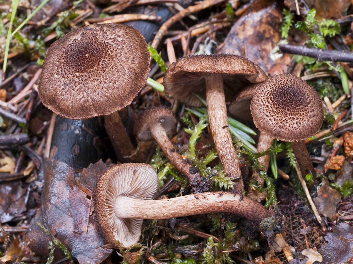 Волоконница патуйяра — описание гриба, похожие виды, фото