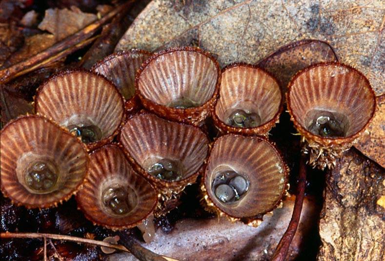 Грибы полосатые бокальчики. самые необычные грибы мира