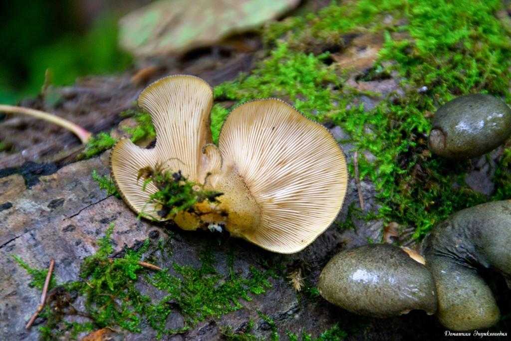 Какие грибы растут зимой в лесу?
