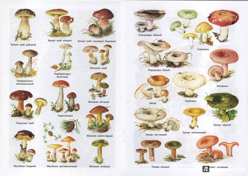 Белые грибы: 95+ фото, 18 видов, описание, где и когда растут