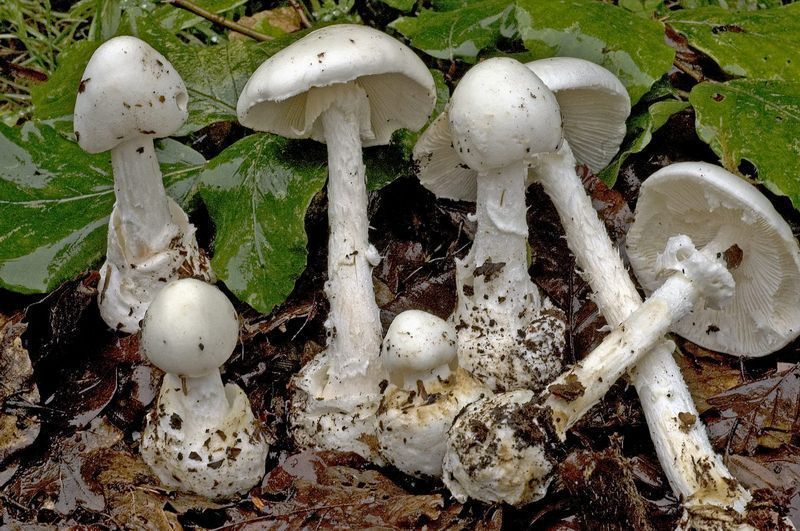 50 фото разных видов гриба «белый мухомор», ? названия, описания, как отличить