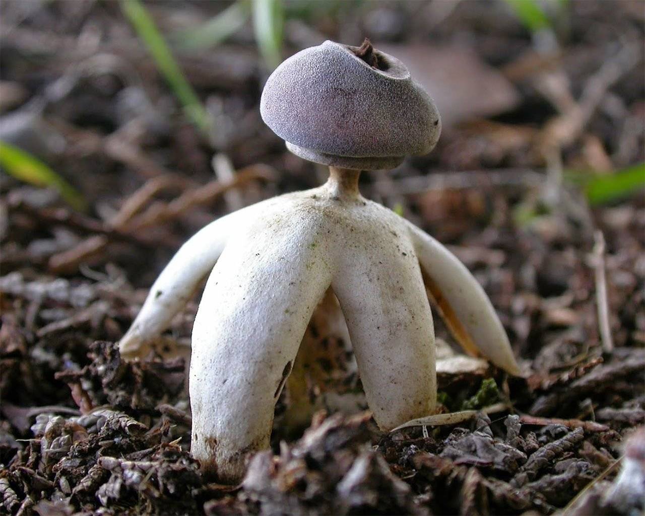 Звездовик бахромчатый – гриб, похожий на звезду — викигриб