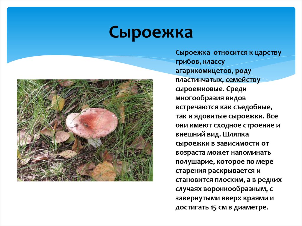 Грибы сыроежки – популярные виды с фото, описание, отличия