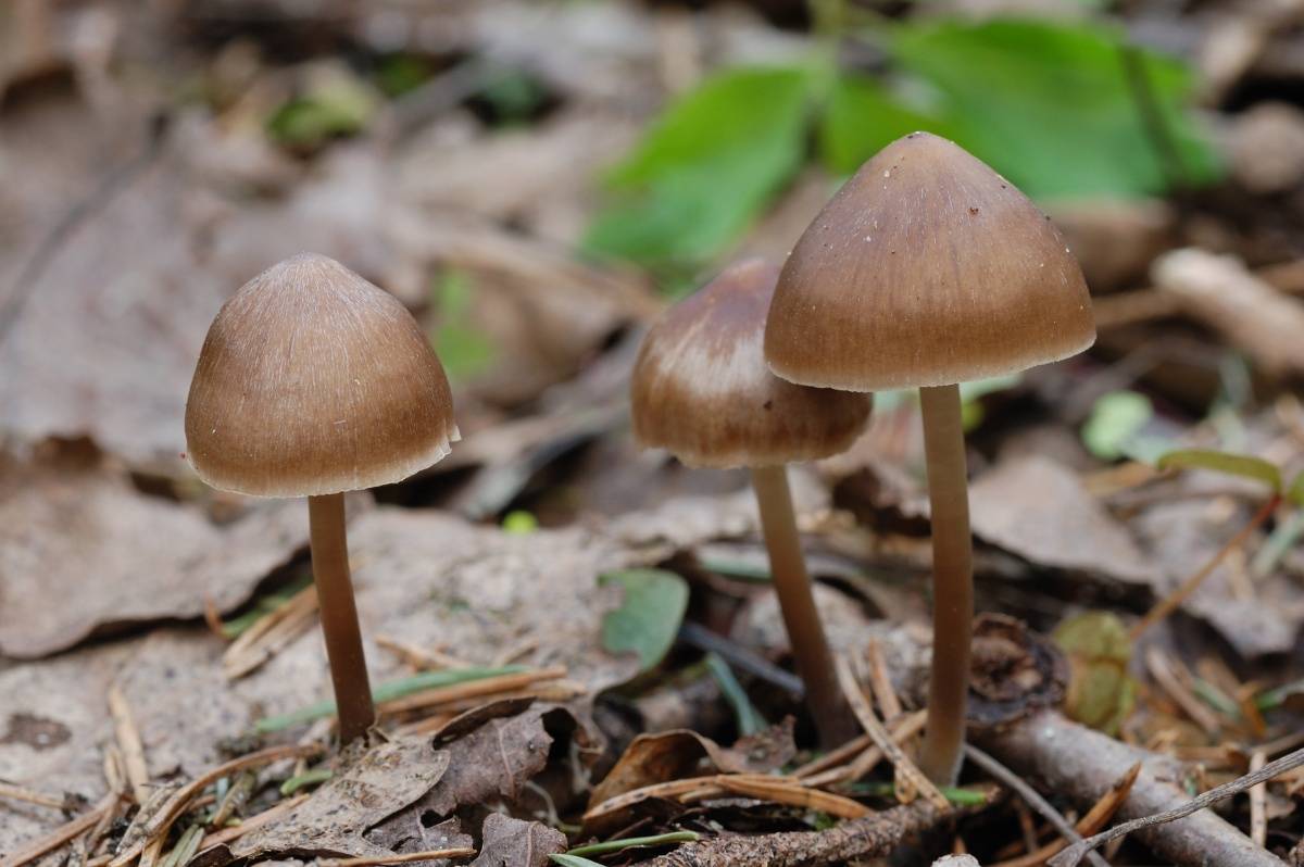 Мицена пероногая (mycena plumipes) – грибы сибири