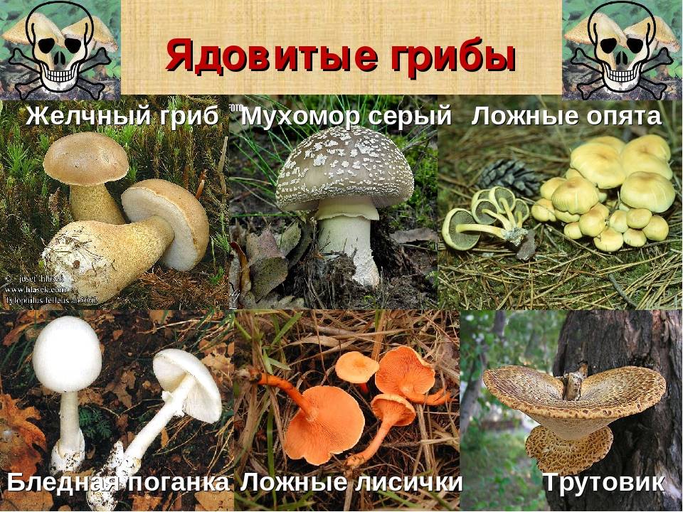 Гигроцибе пестрая (gliophorus psittacinus): фото и описание гриба, где растет