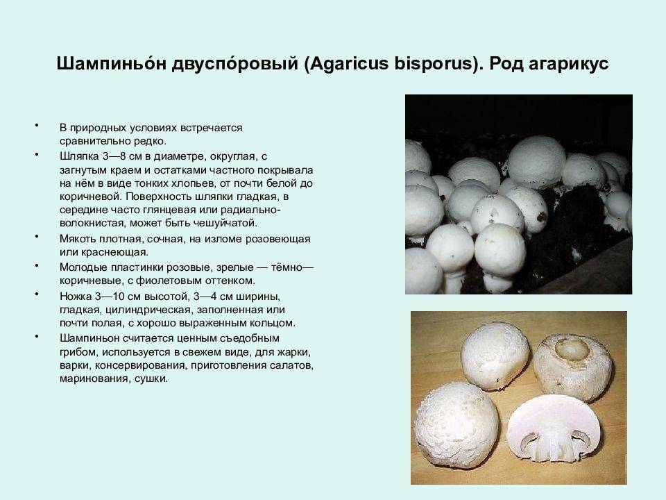Грибы шампиньоны (гриб №1 в мире)