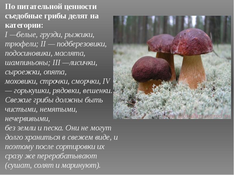 Пищевая ценность грибов. выращивание грибов