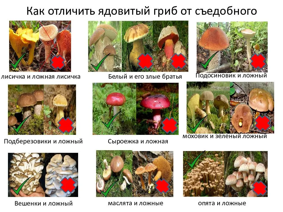 Съедобные и ядовитые грибы самарской области