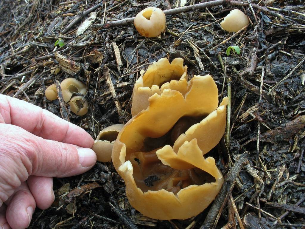 Пецицевые (pezizales): виды, фото и описания съедобных и несъедобных грибов
