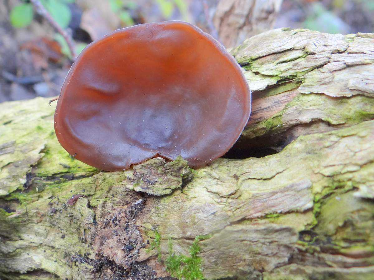 Черный древесный гриб муэр («древесные ушки», или «иудино ухо»)