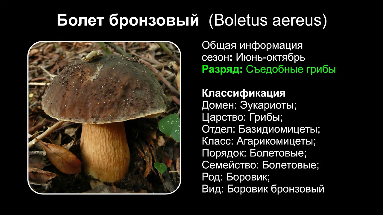 Боровик бронзовый (boletus aereus) или болет бронзовый: фото описание и как правильно приготовить этот гриб
