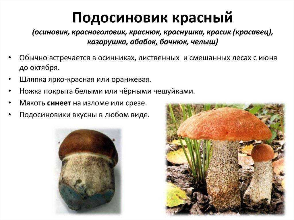 Подосиновик — описание, виды, полезные свойства, где растет, когда собирать и различать от ложного гриба