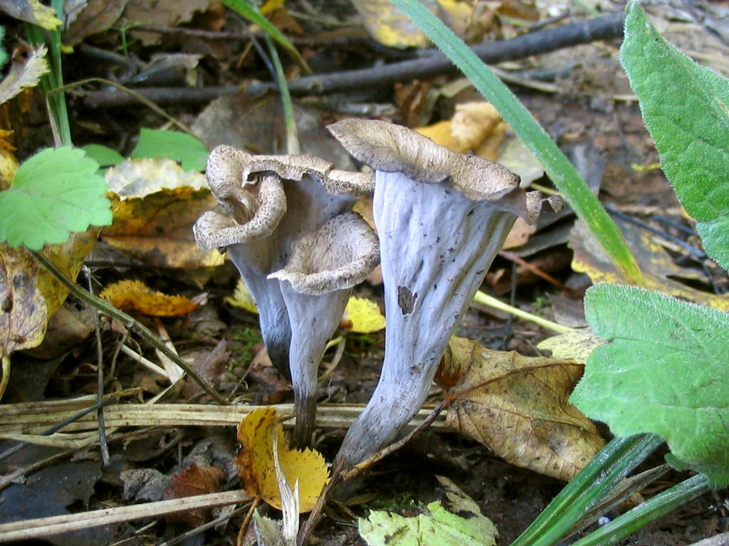 Лисичка трубчатая – вид пластинчатых грибов: фото и описание