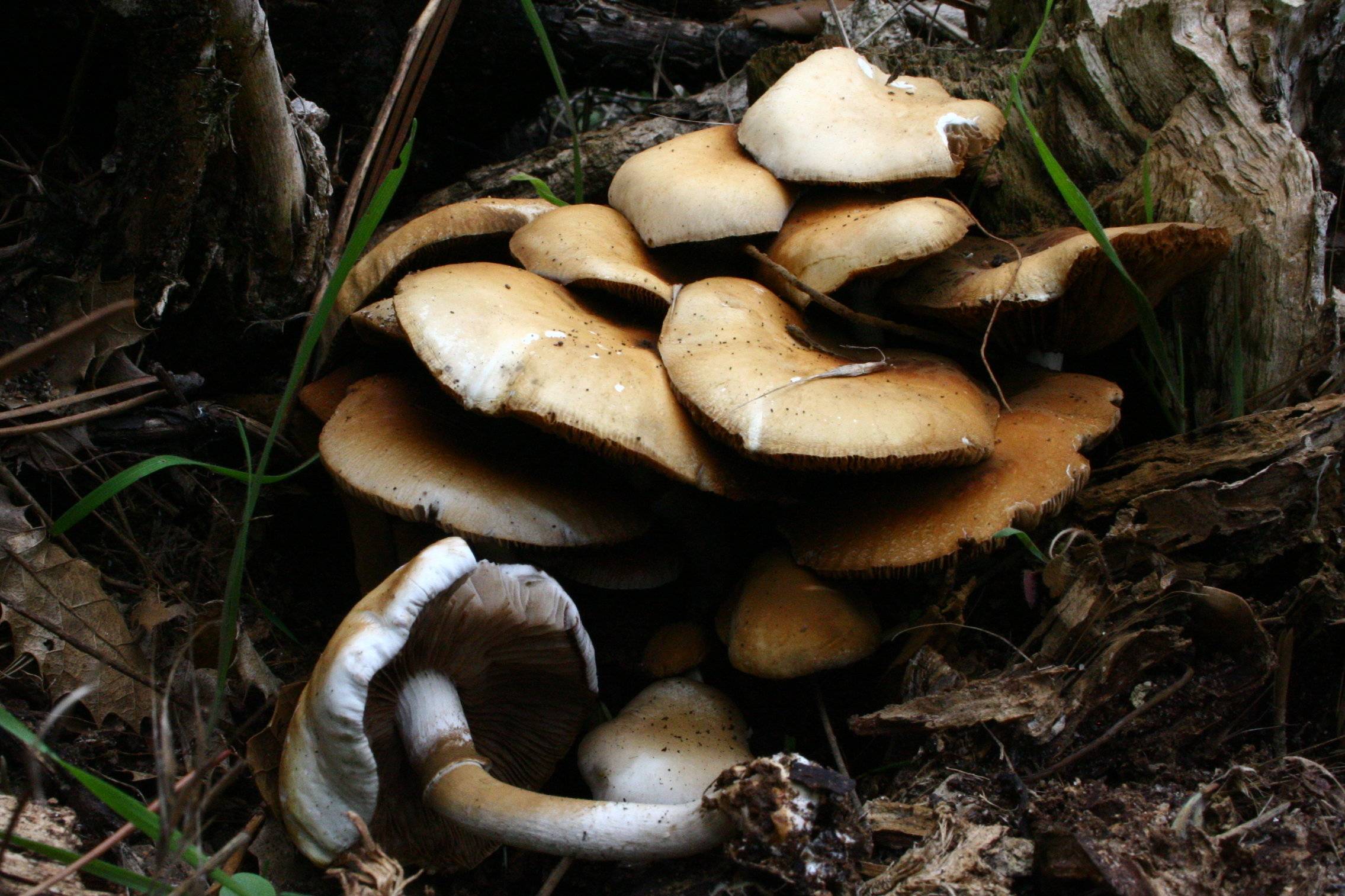 Строчок обыкновенный (gyromitra esculenta): фото, описание, признаки отравления и интересные факты о грибе