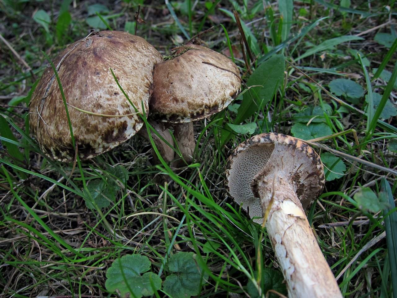 Маслёнок сибирский (suillus sibiricus) – грибы сибири