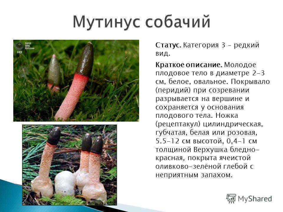 Лечебный гриб со странной внешностью — Мутинус собачий