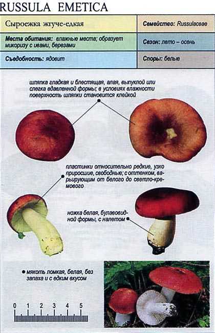 Сыроежка: съедобные и несъедобные грибы, описание и отличительные особенности грибов где растут и когда собирать