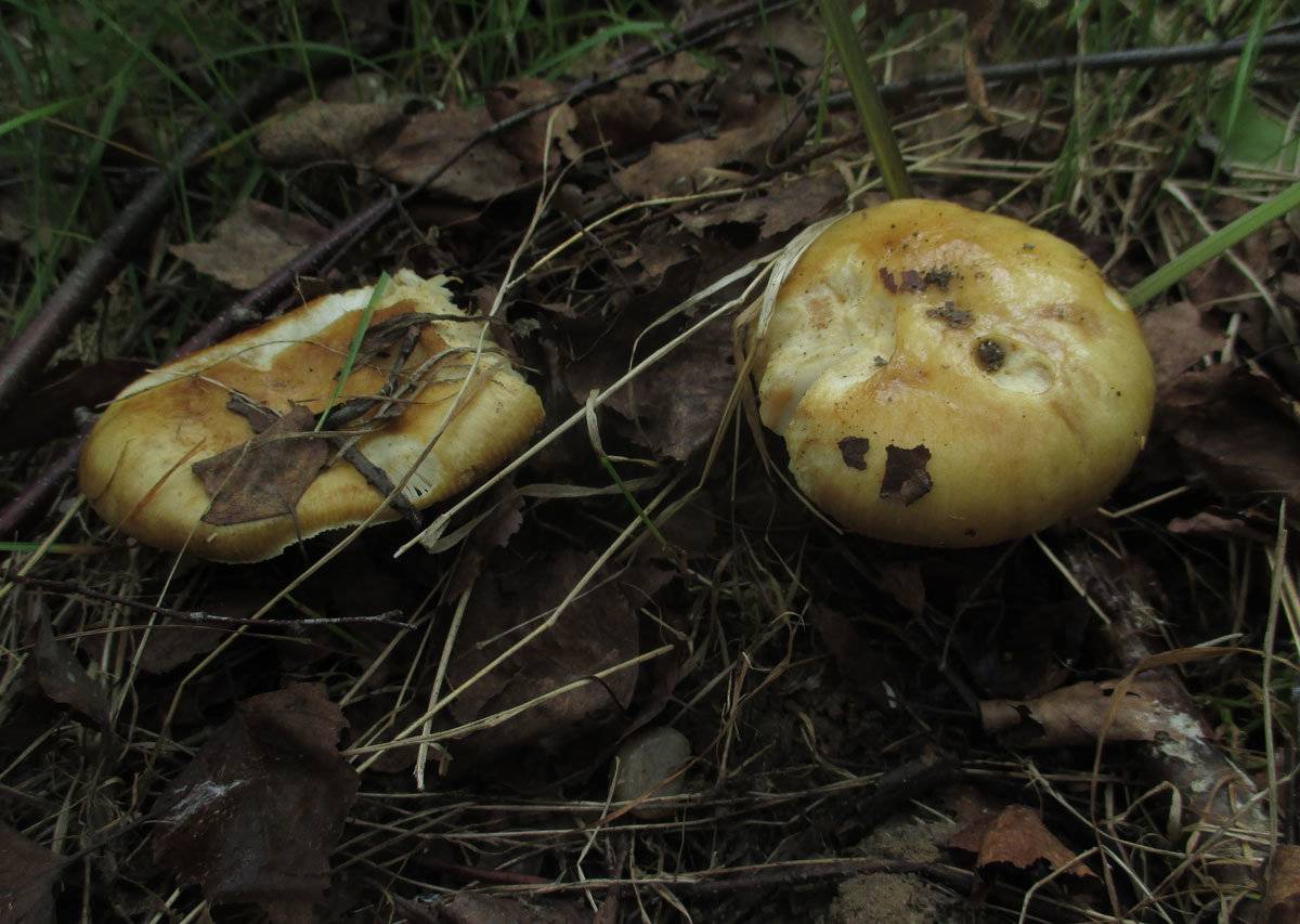 Валуй (russula foetens) – описание, где растет, фото гриба