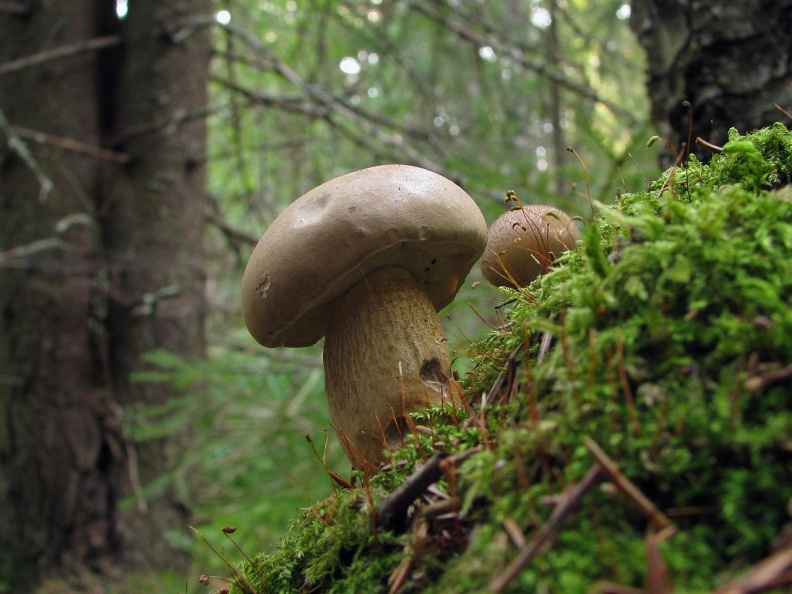 Желчный гриб, или горчак | лесная кладовая
