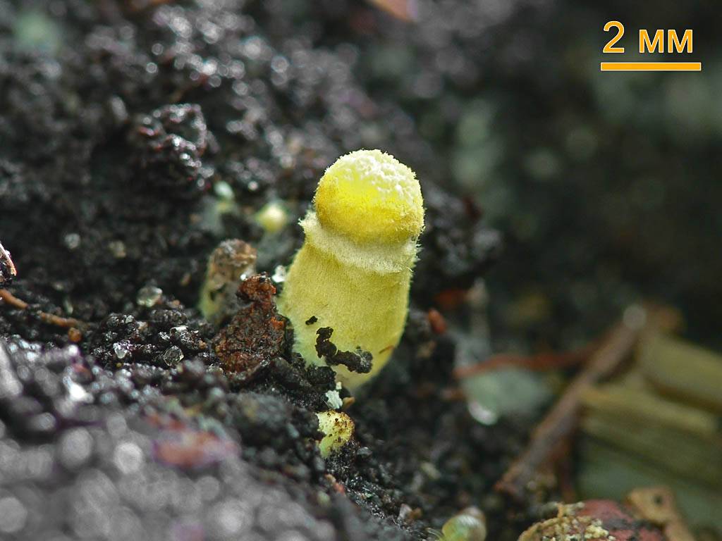 Желтый гриб в горшке. что о нем нужно знать