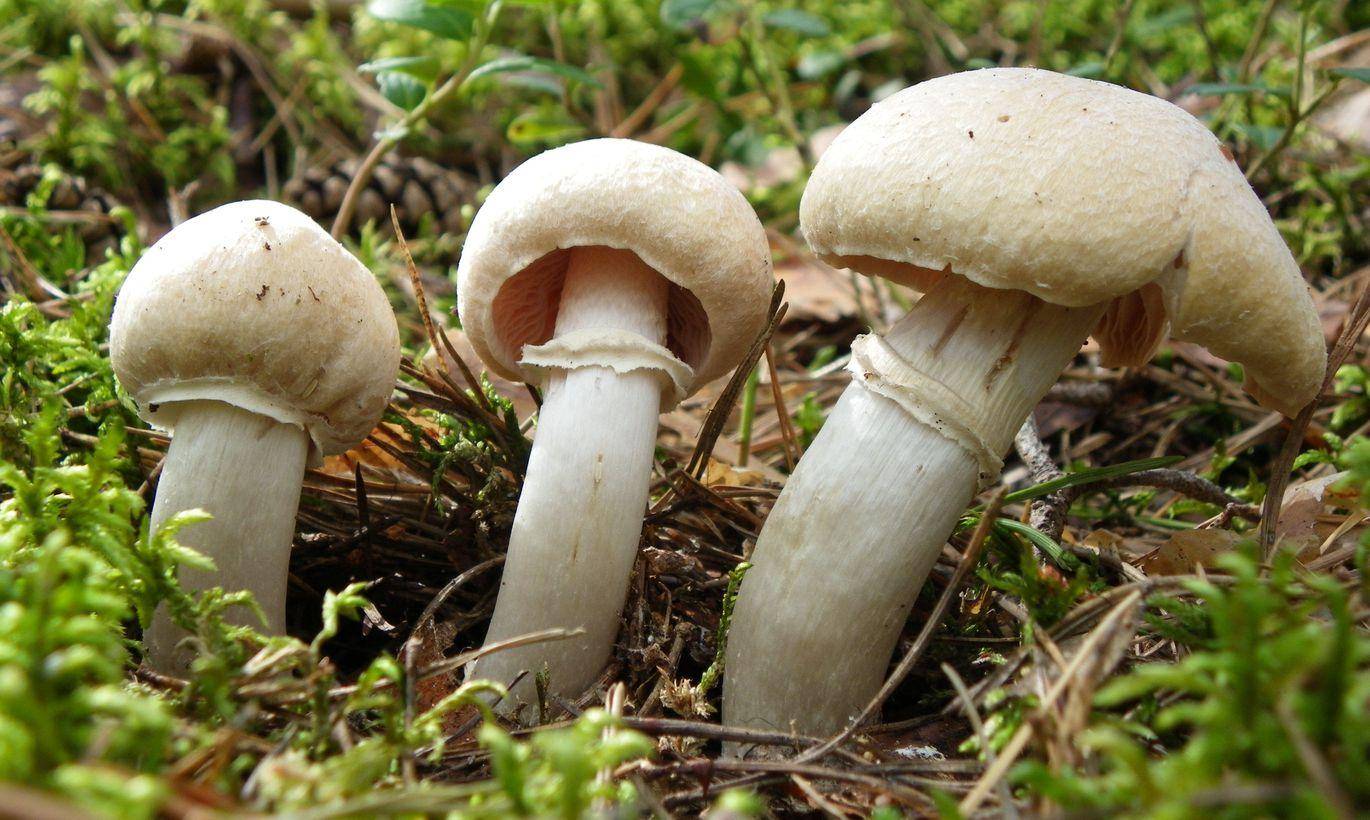 Колпак кольчатый (cortinarius caperatus) – грибы сибири