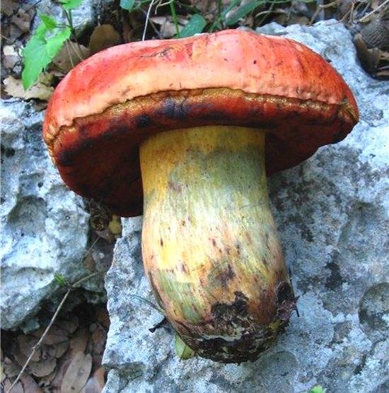 Сатанинский гриб: описание, где растет, насколько опасен?