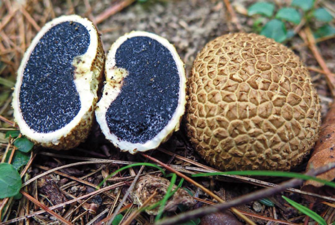 Ложнодождевик — описание, где растет, ядовитость гриба