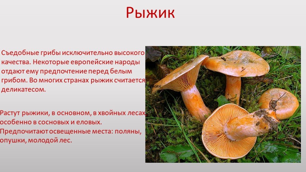 Отравление грибами рыжиками: симптомы, первые признаки