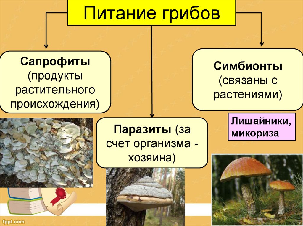 Базидиальные грибы (basidiomycetes)