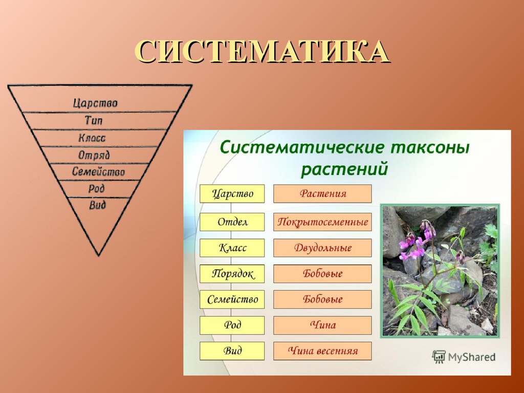 Lycorma delicatula - frwiki.wiki