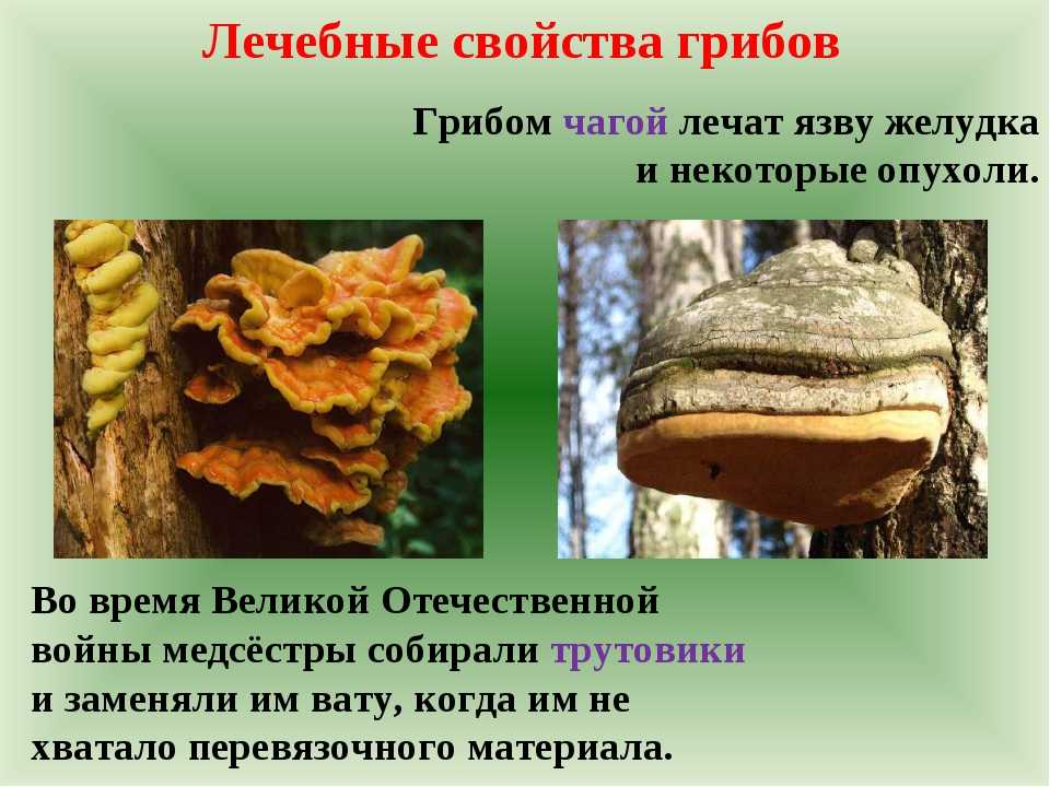 Гриб трутовик (42 фото): как приготовить съедобный, чешуйчатый, желтый, другие виды, как предупредить заражение деревьев