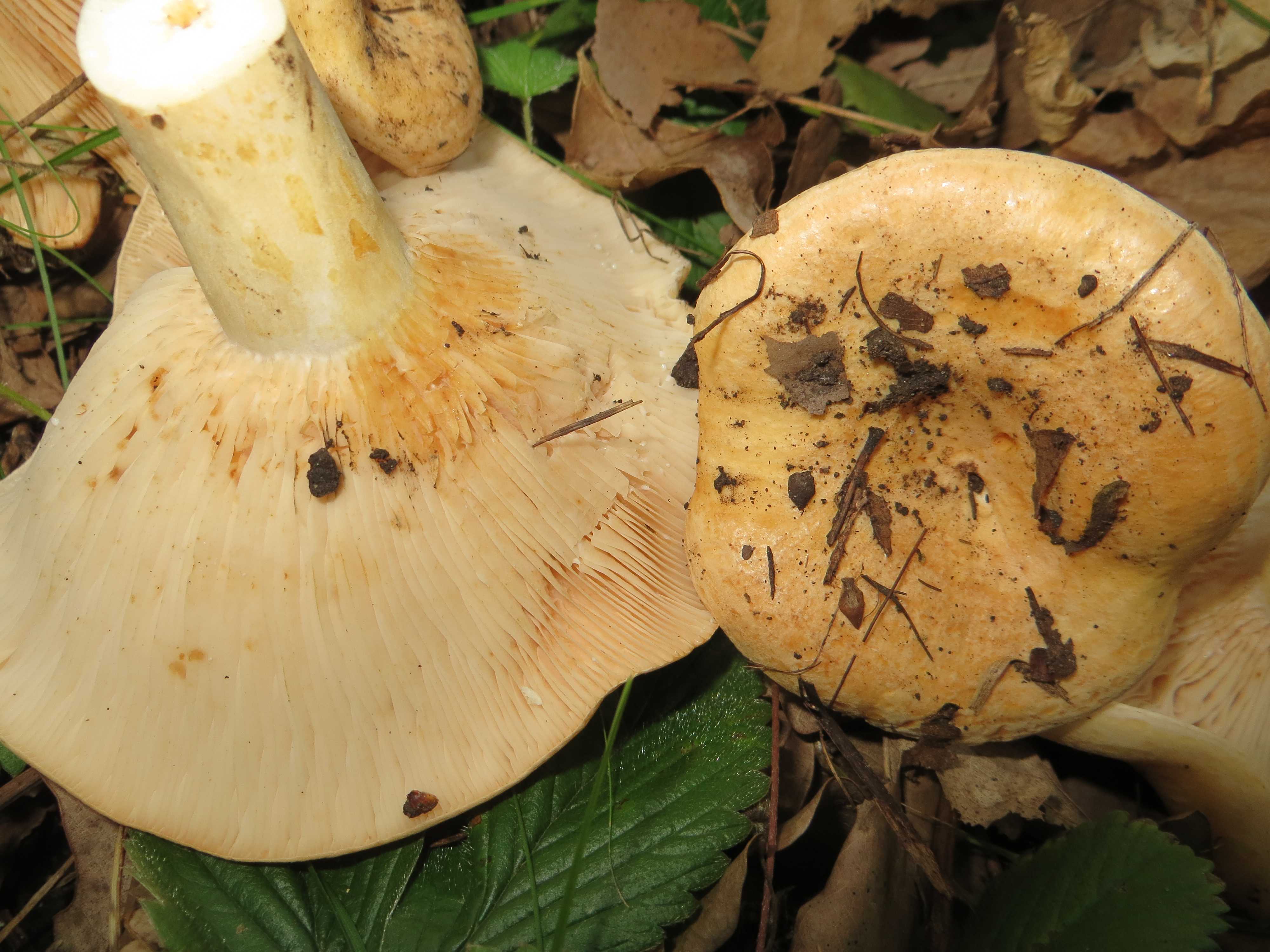Горькушка - описание и фото гриба, где растет, похожие виды