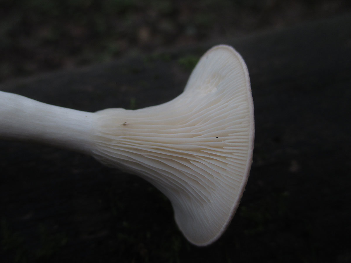 Говорушка дымчатая – гриб с ароматом парфюма