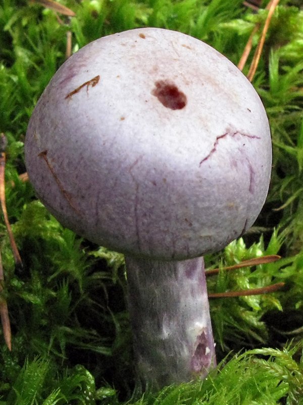 Паутинник козий (cortinarius traganus) – грибы сибири