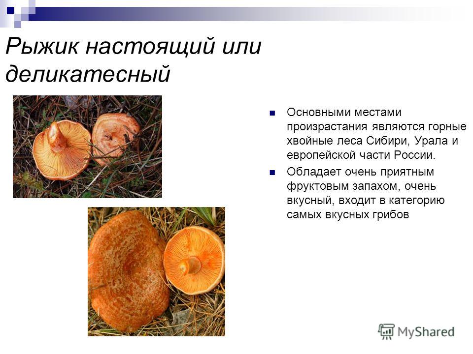 Рыжики грибы – фото и описание, ложные рыжики, как выглядят, польза и вред, сколько и где растут