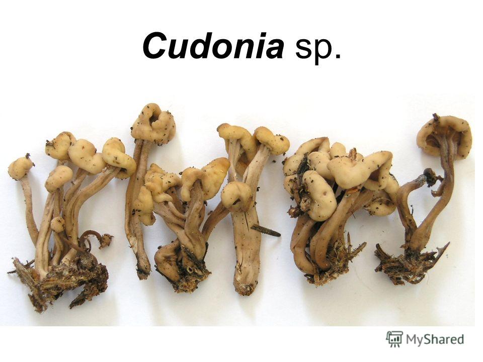 Кудония   - cudonia