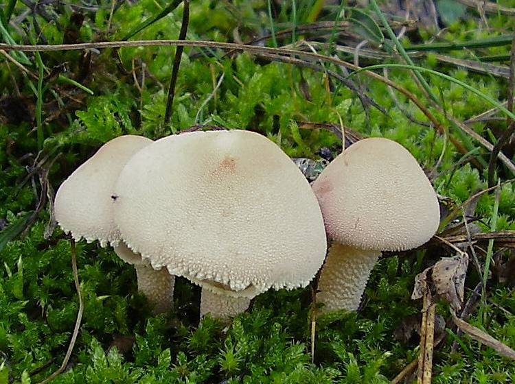 Съедобный гриб-зонтик и его двойники. как его приготовить