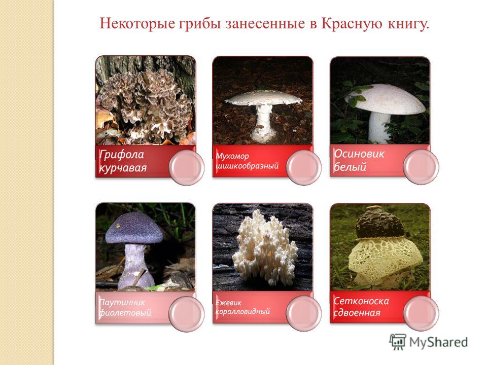 Самые редкие и удивительные грибы в мире