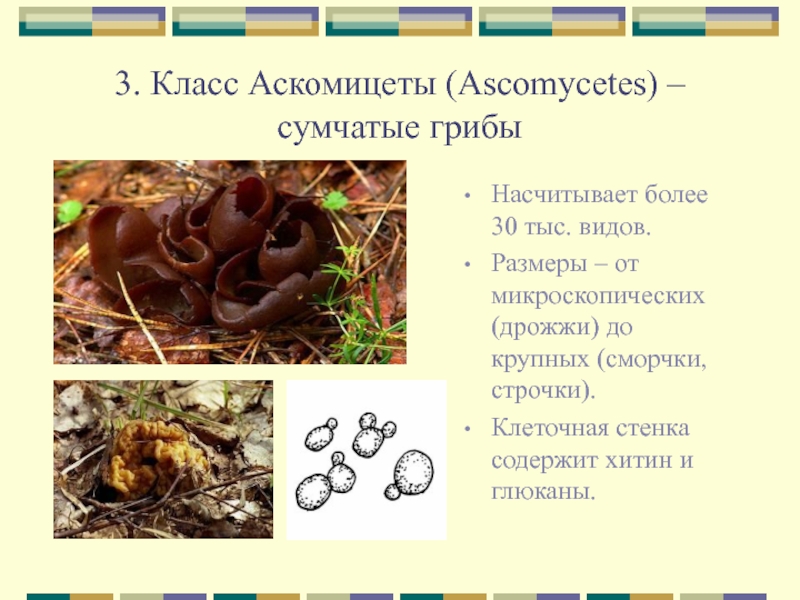Класс аскомицеты, или сумчатые грибы - отдел аскомицеты - царство грибы - систематика - медицинская ботаника - а.г. сербин - 2003